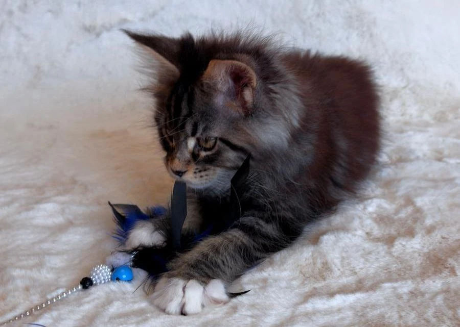 Мейн-Кун thumbnail 3