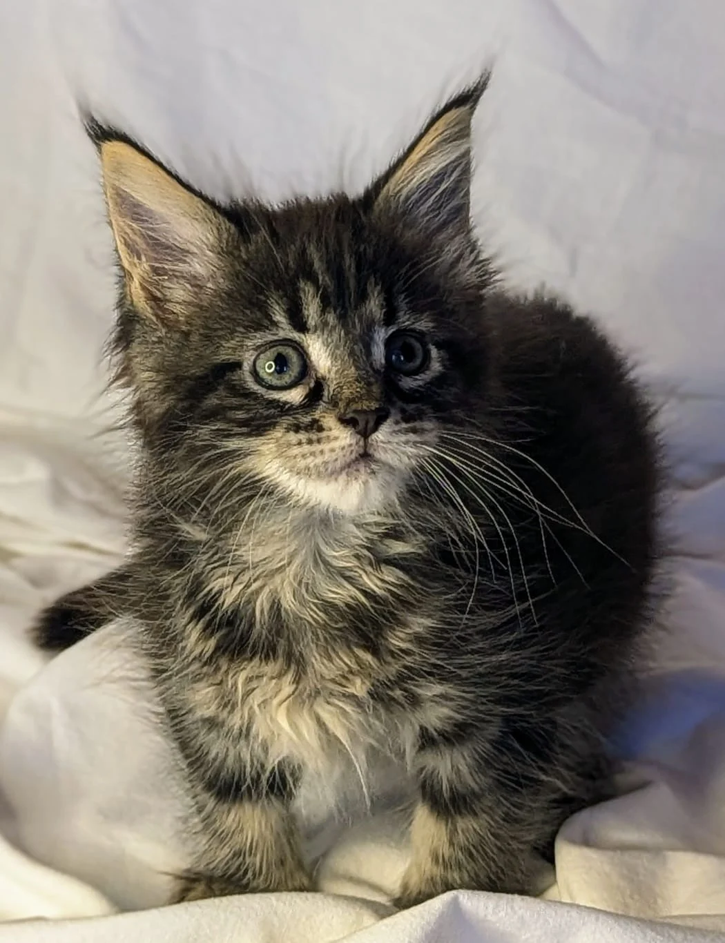 Maine Coon thumbnail 7