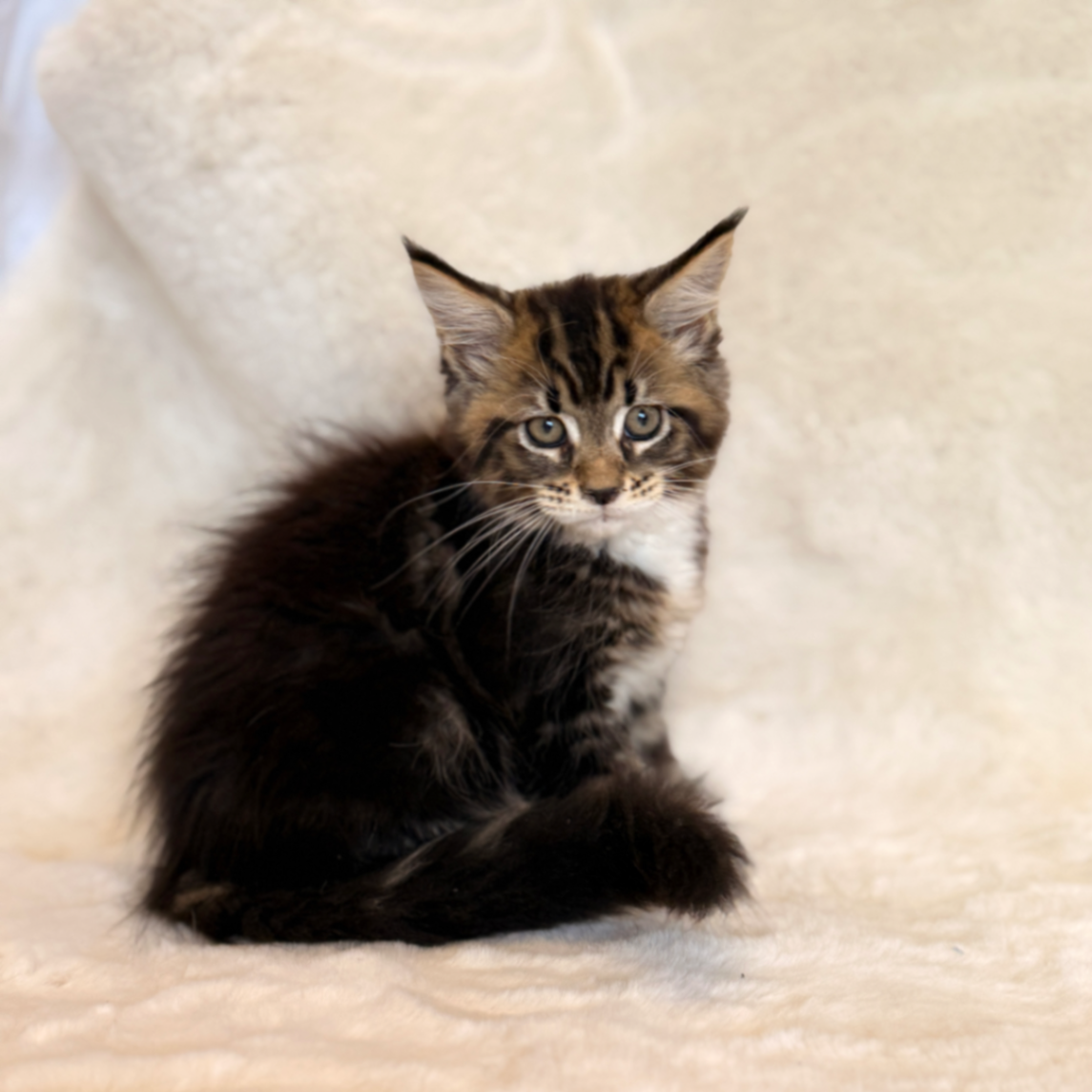 Maine Coon N 03 22 Black classic tabby bicolour 