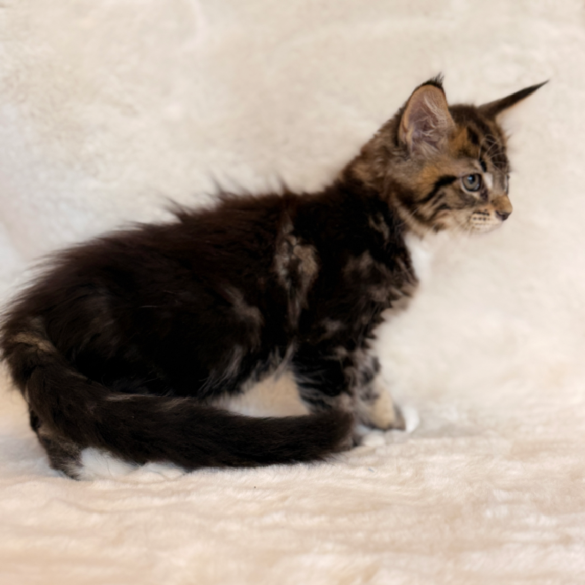 Maine Coon thumbnail 2