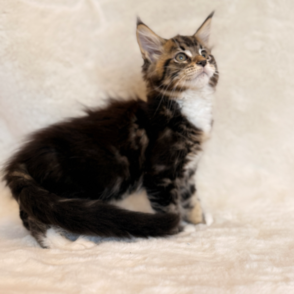 Maine Coon thumbnail 3