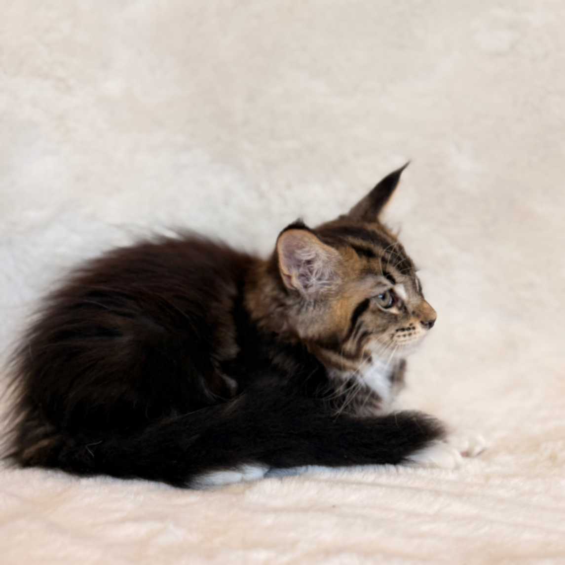 Maine Coon thumbnail 5