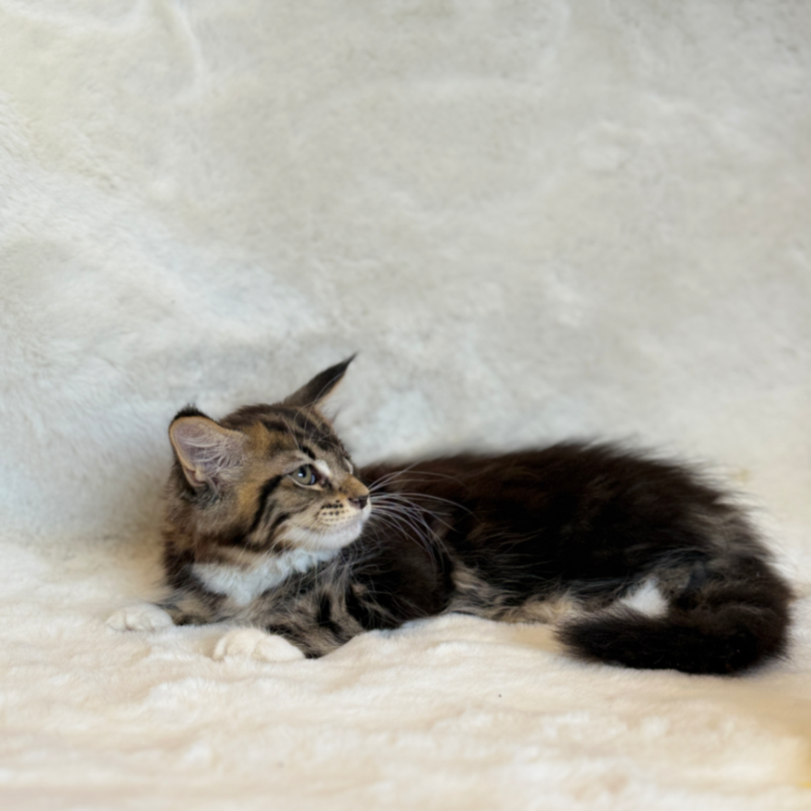Maine Coon thumbnail 6