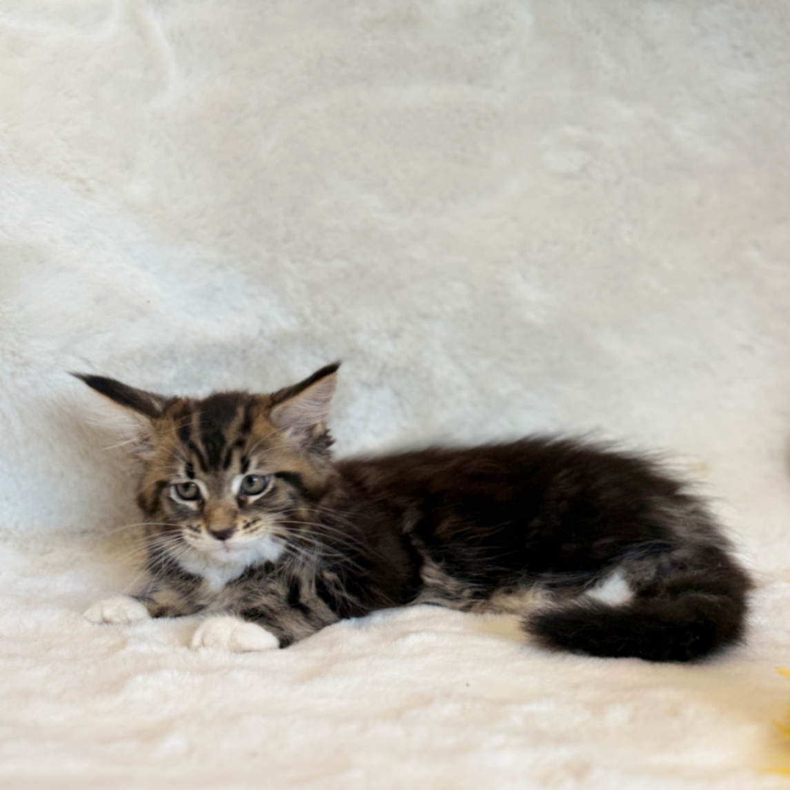 Maine Coon thumbnail 7