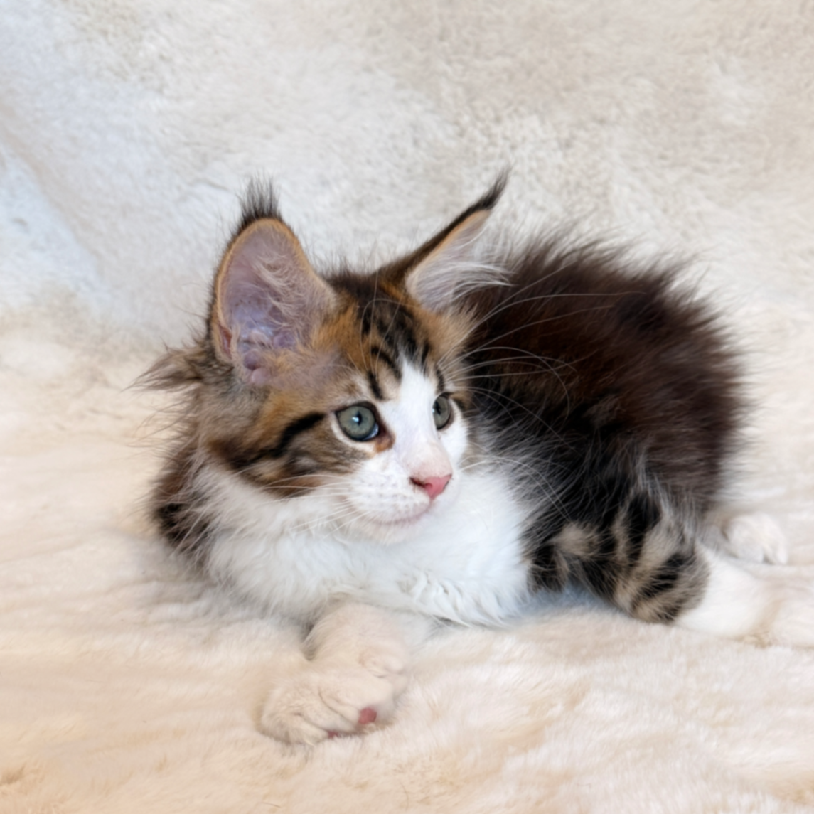 Maine Coon n 03
