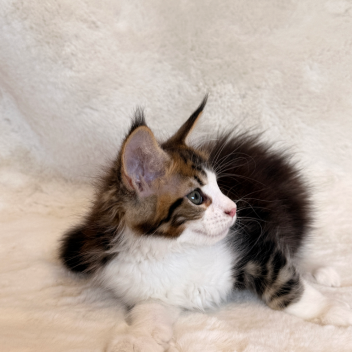 Maine Coon thumbnail 2