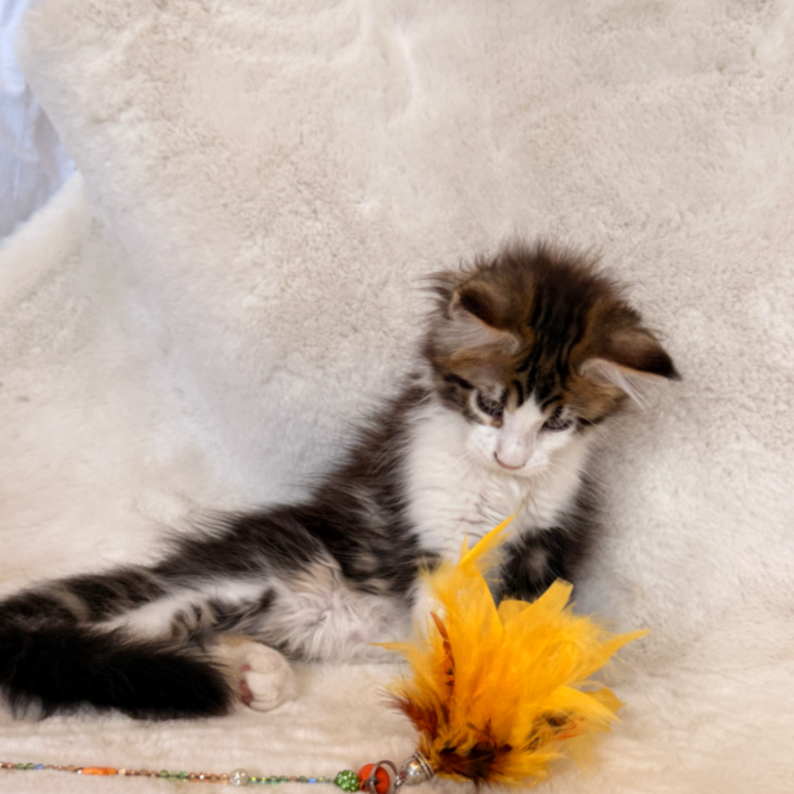 Maine Coon thumbnail 3