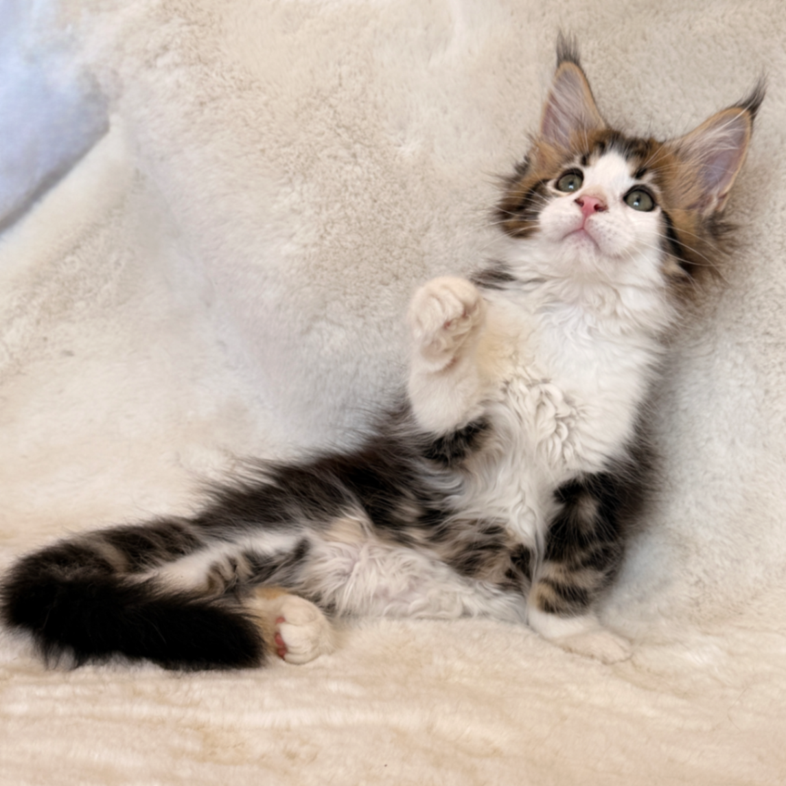 Maine Coon thumbnail 4