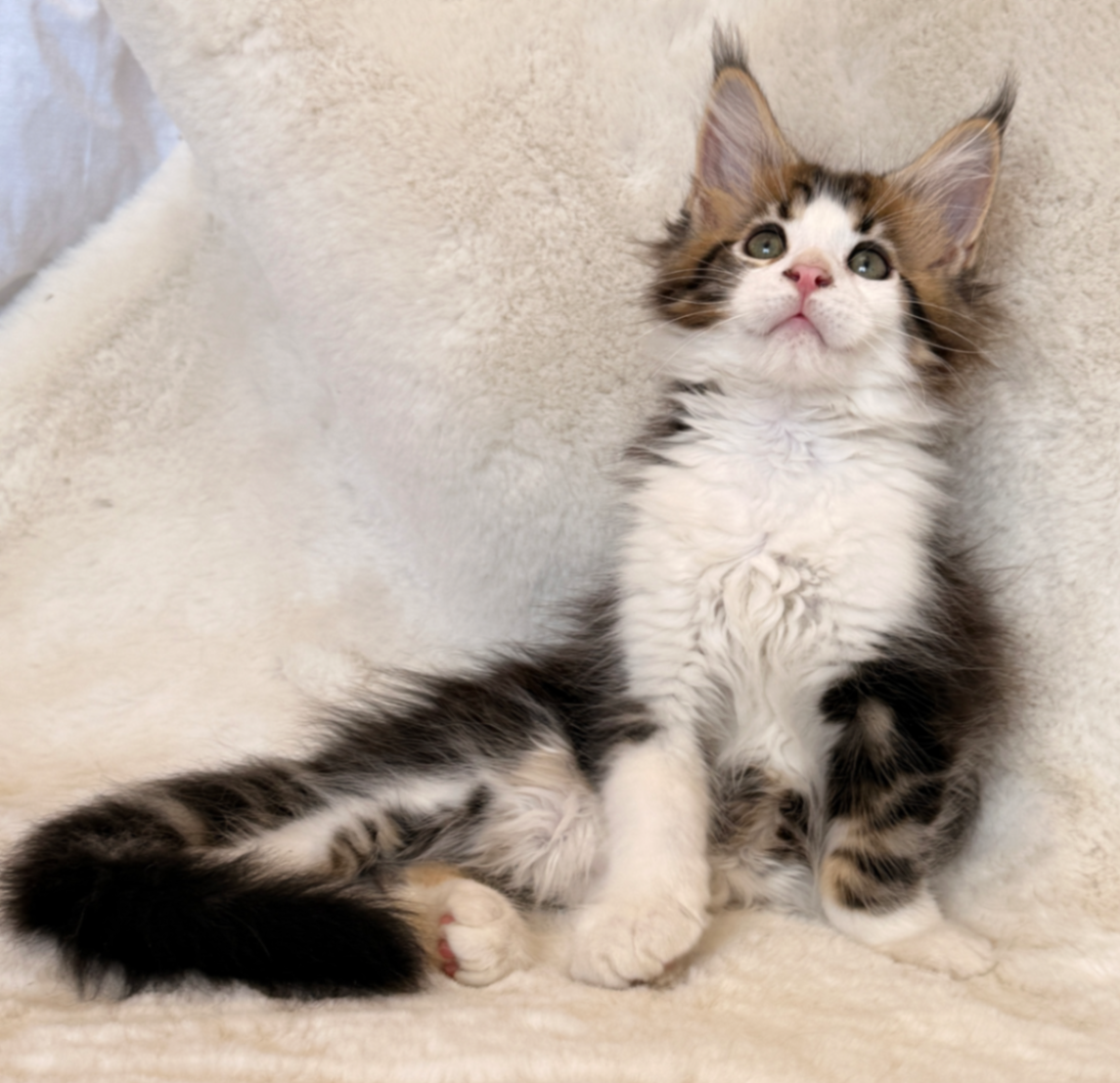 Maine Coon thumbnail 5