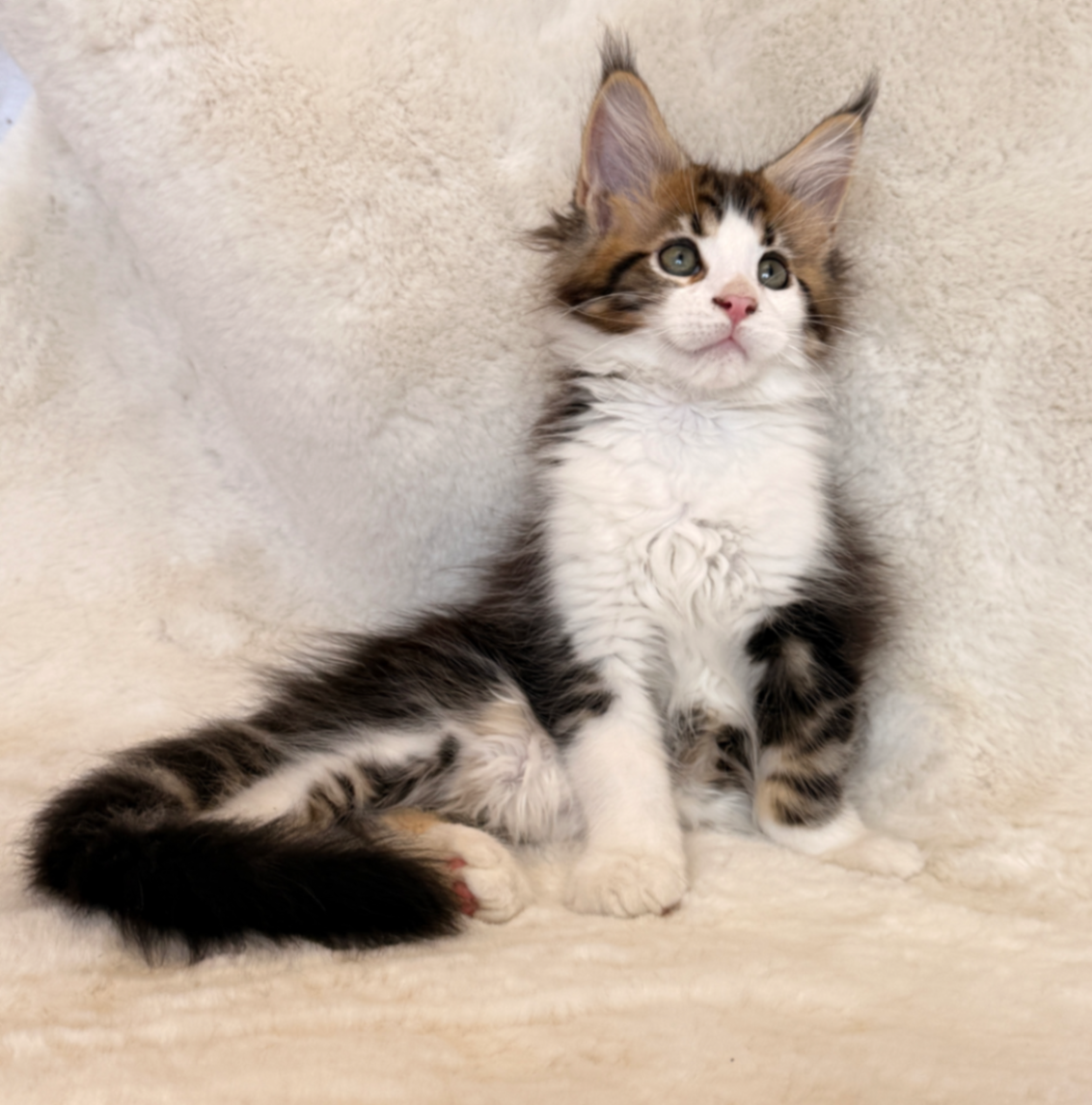 Maine Coon thumbnail 6