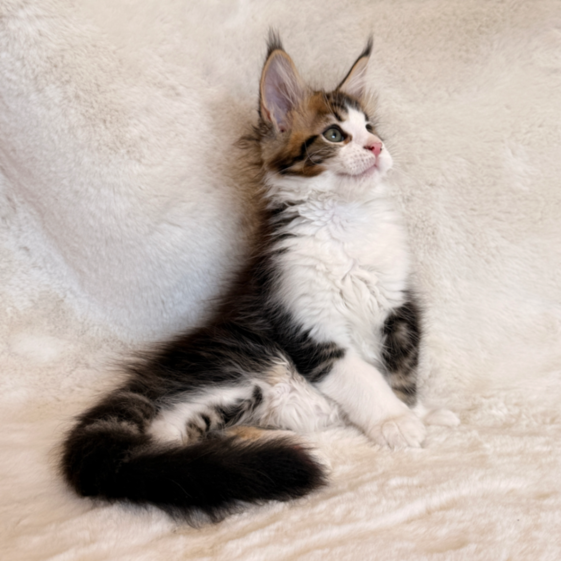 Maine Coon thumbnail 7