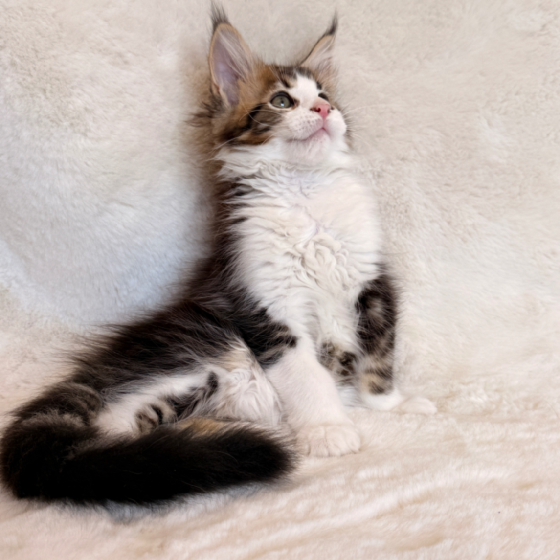 Maine Coon thumbnail 8