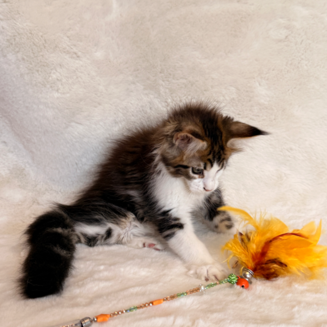 Maine Coon thumbnail 9