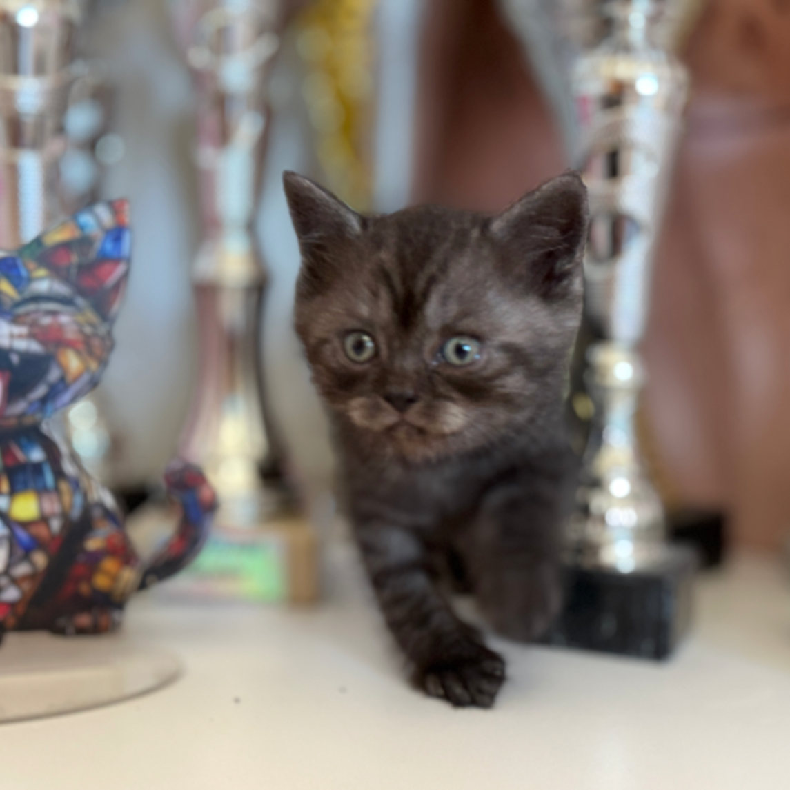 British Shorthair/Longhair en tramite
