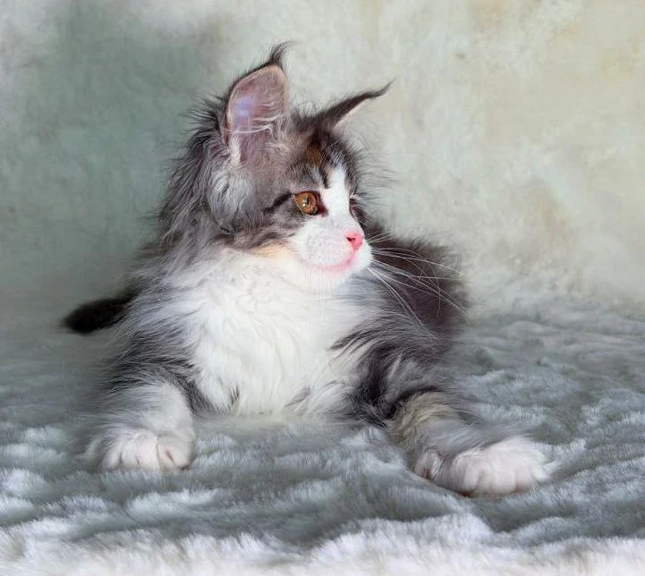 Maine Coon thumbnail 5