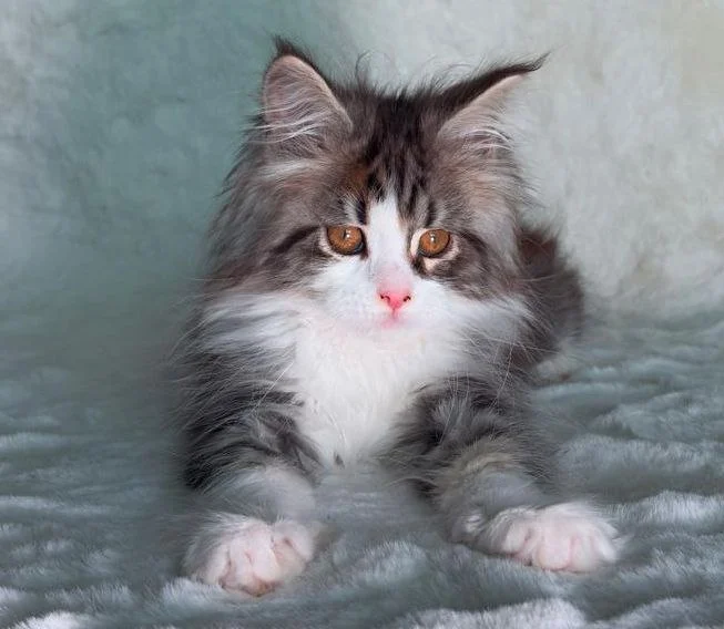 Maine Coon thumbnail 6