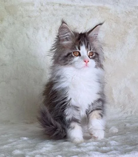 Maine Coon thumbnail 7