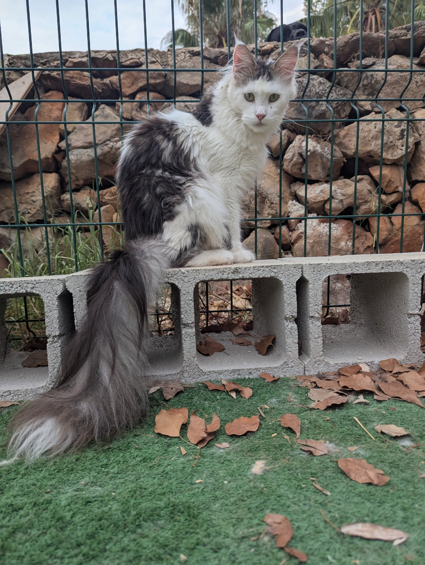 Mokosha Bonton Pride thumbnail 2