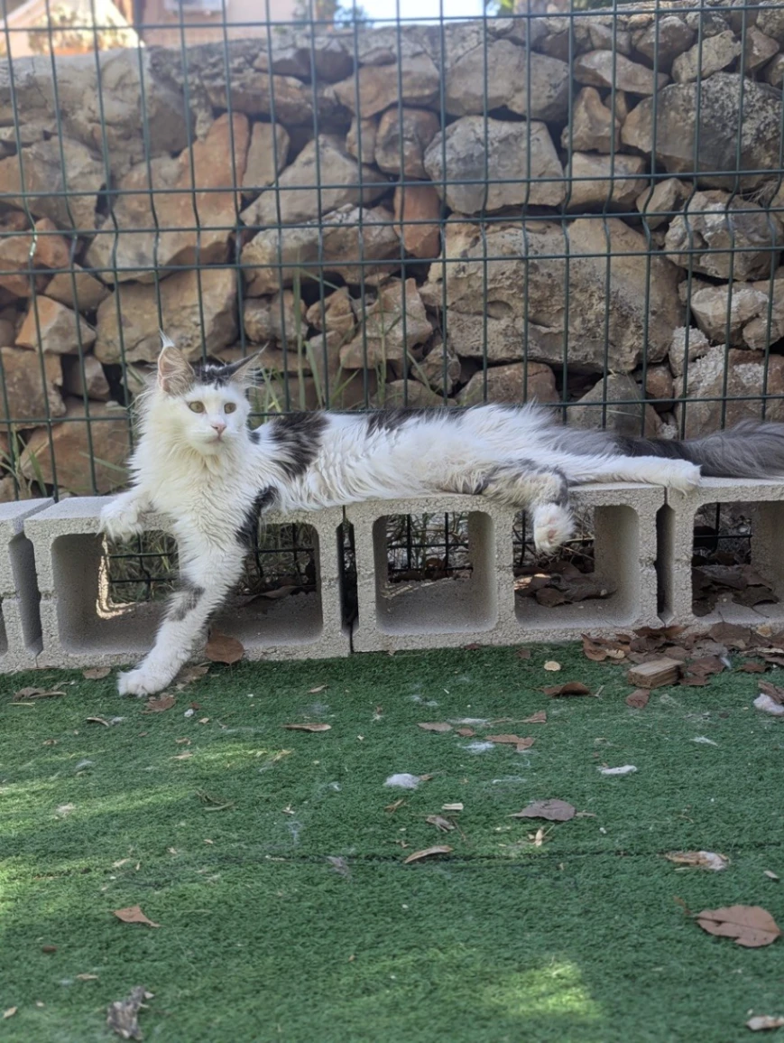 Mokosha Bonton Pride thumbnail 3