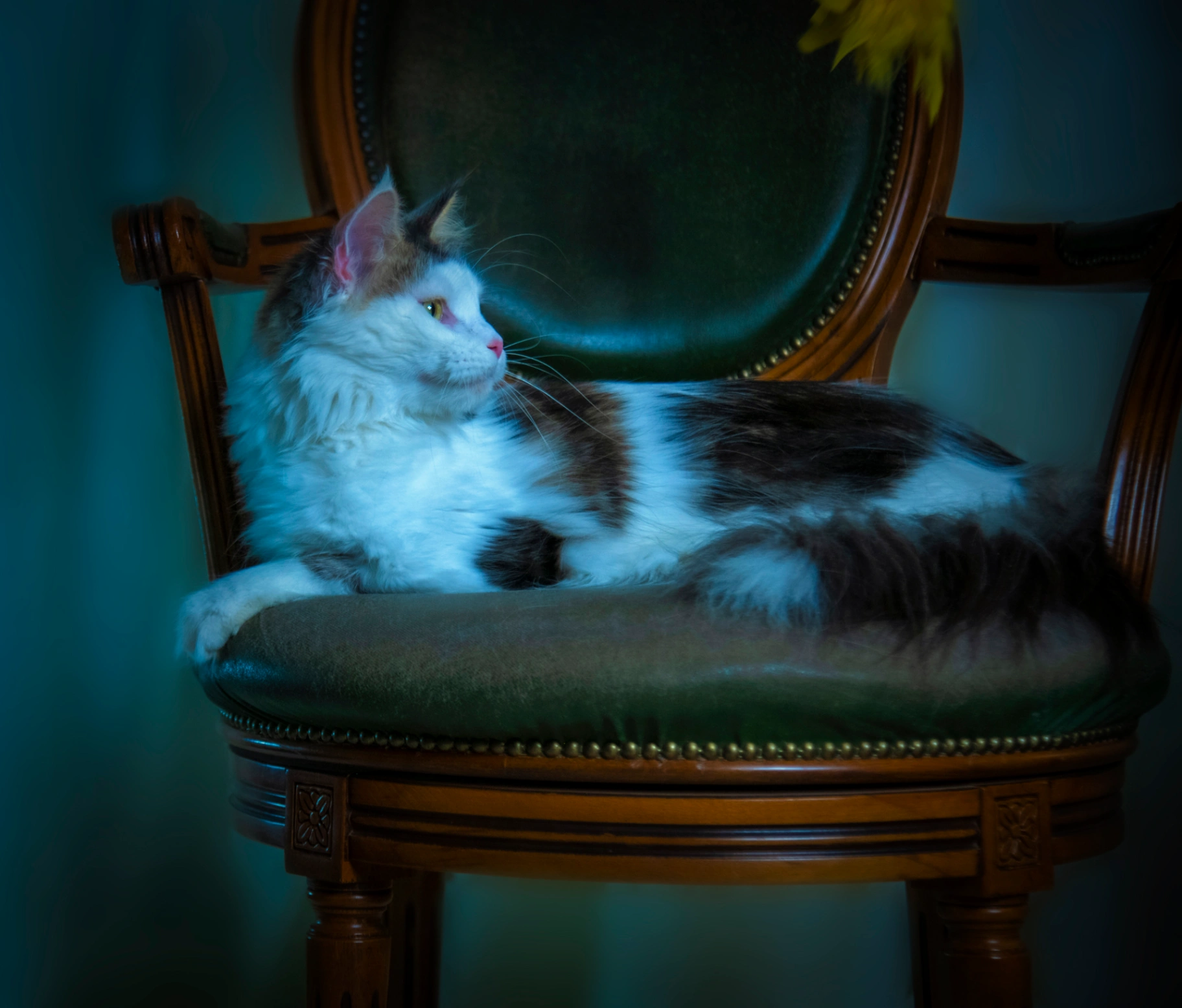 Mokosha Bonton Pride thumbnail 6