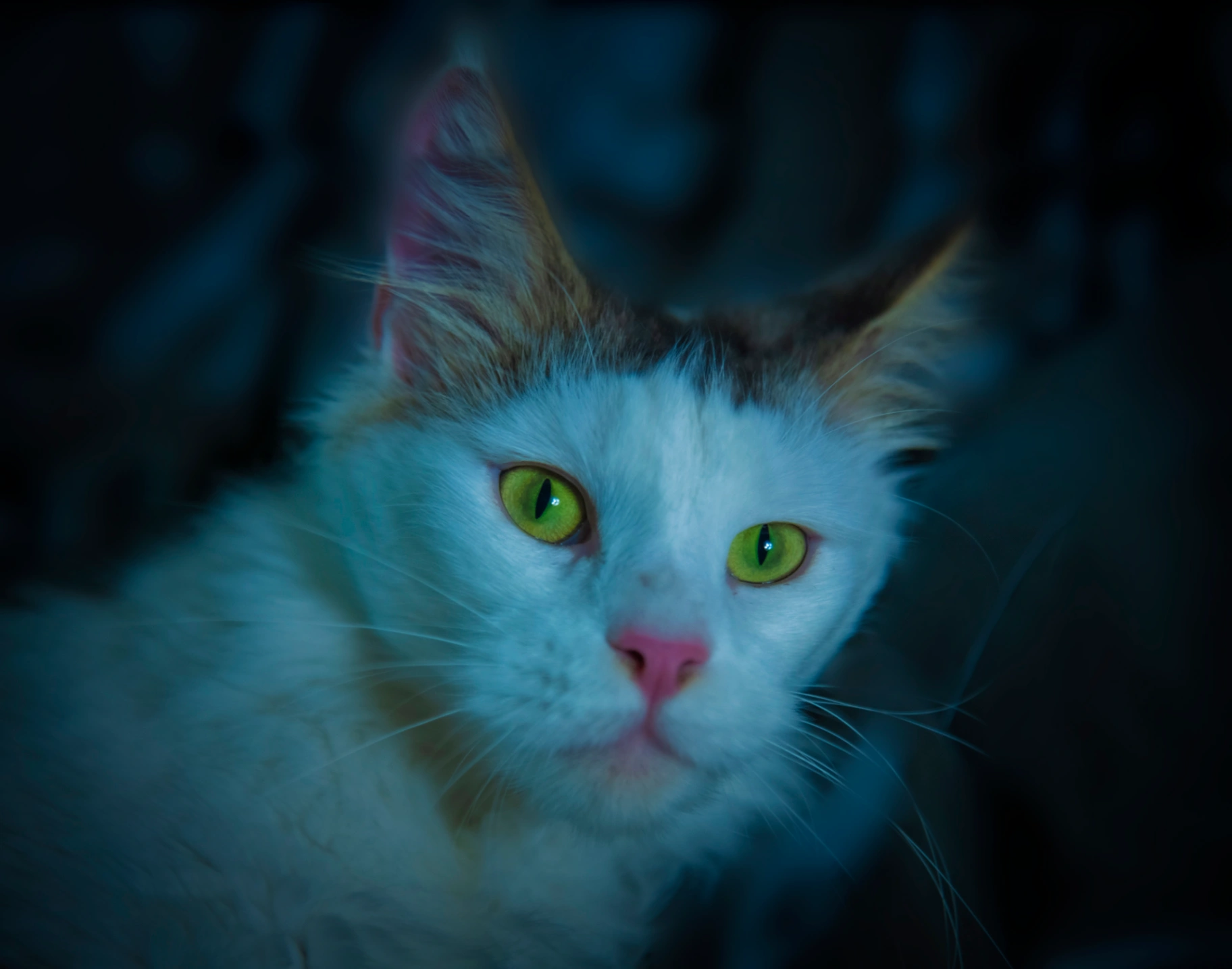 Mokosha Bonton Pride thumbnail 7