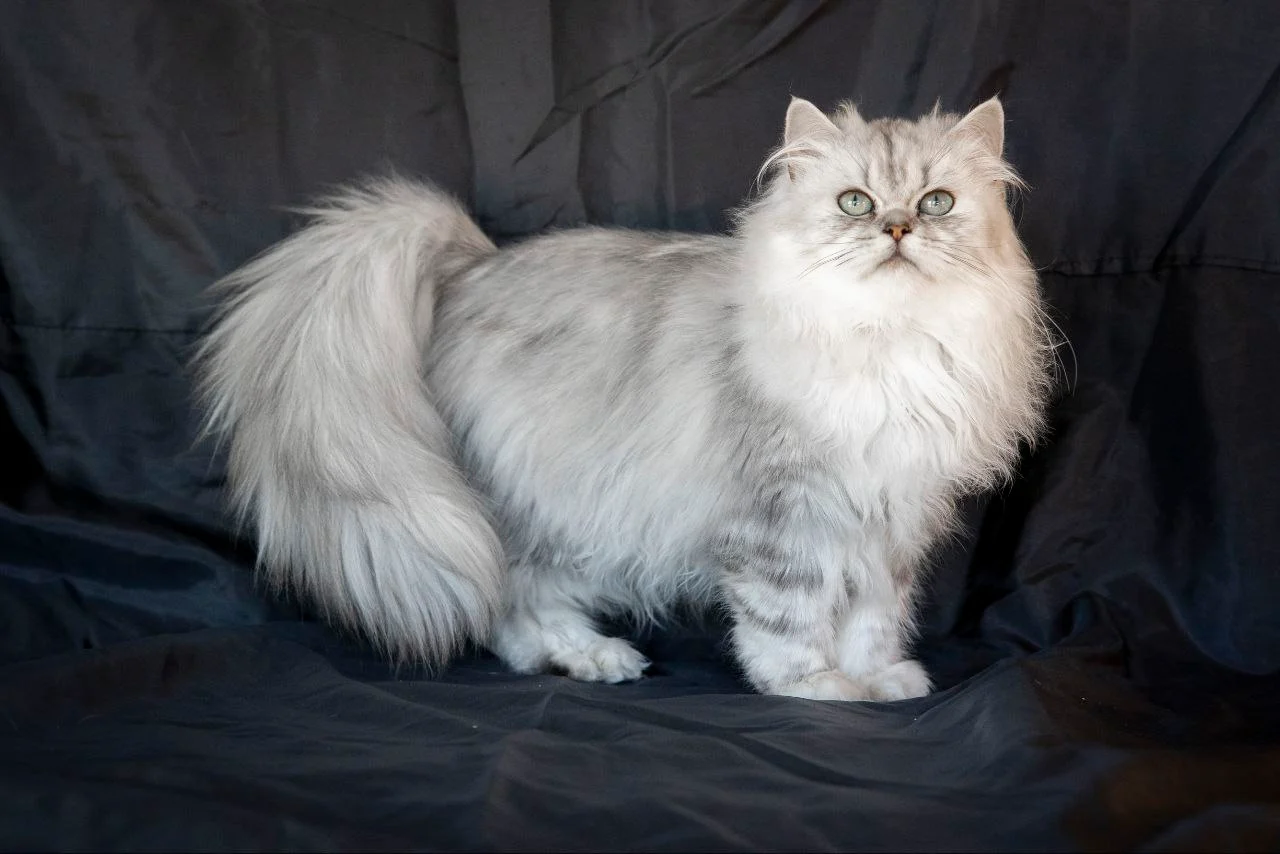 Esmeralda Bonton Pride thumbnail 4