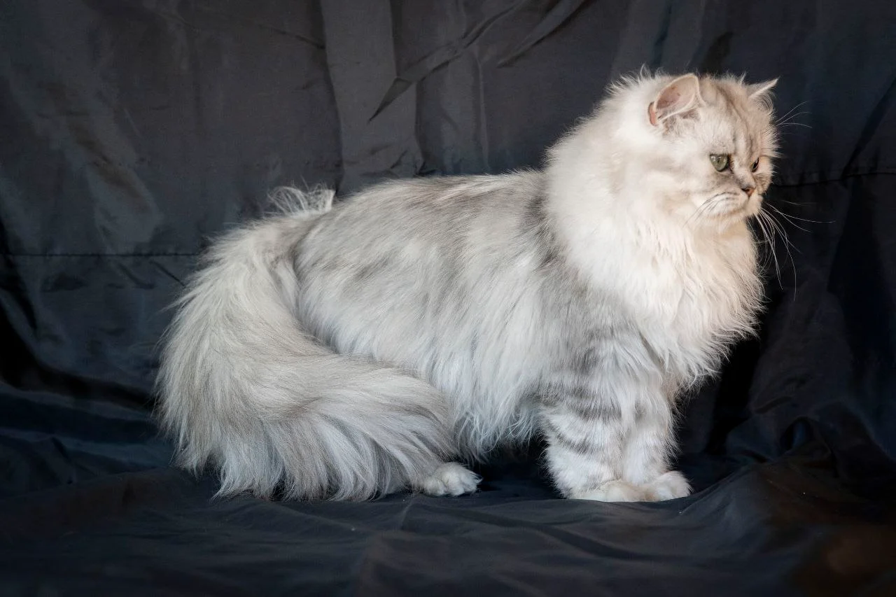 Esmeralda Bonton Pride thumbnail 5