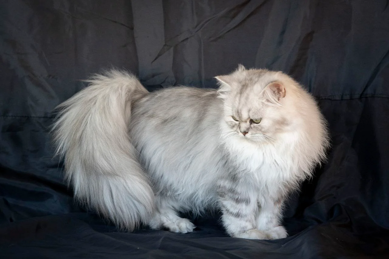 Esmeralda Bonton Pride thumbnail 6