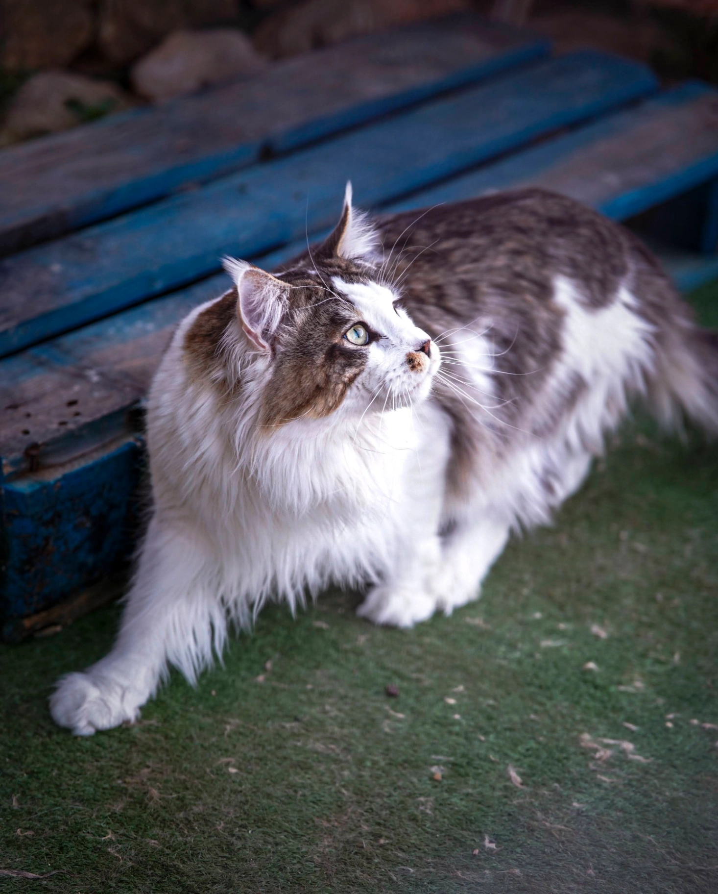 Xors Bonton Pride thumbnail 4