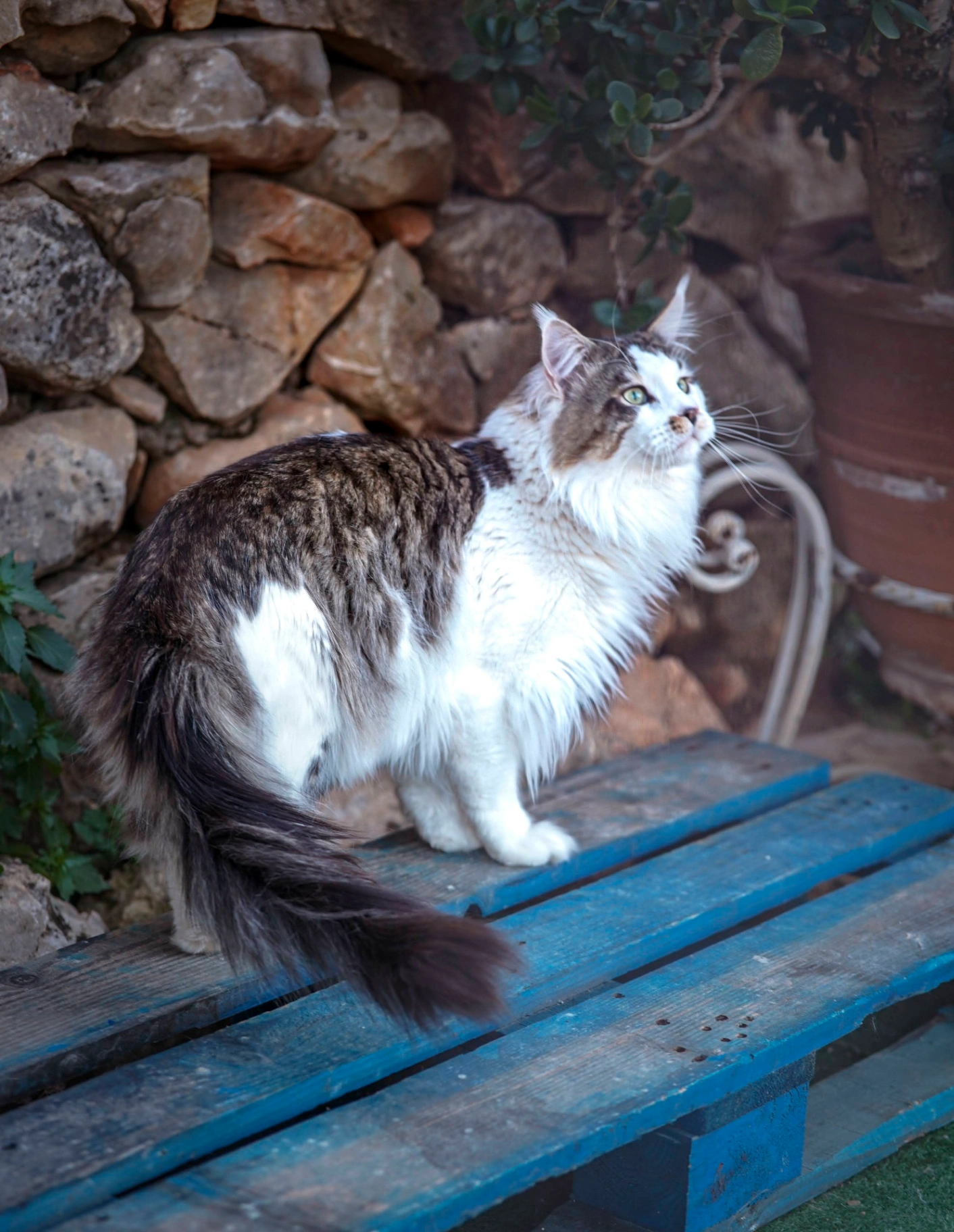 Xors Bonton Pride thumbnail 5