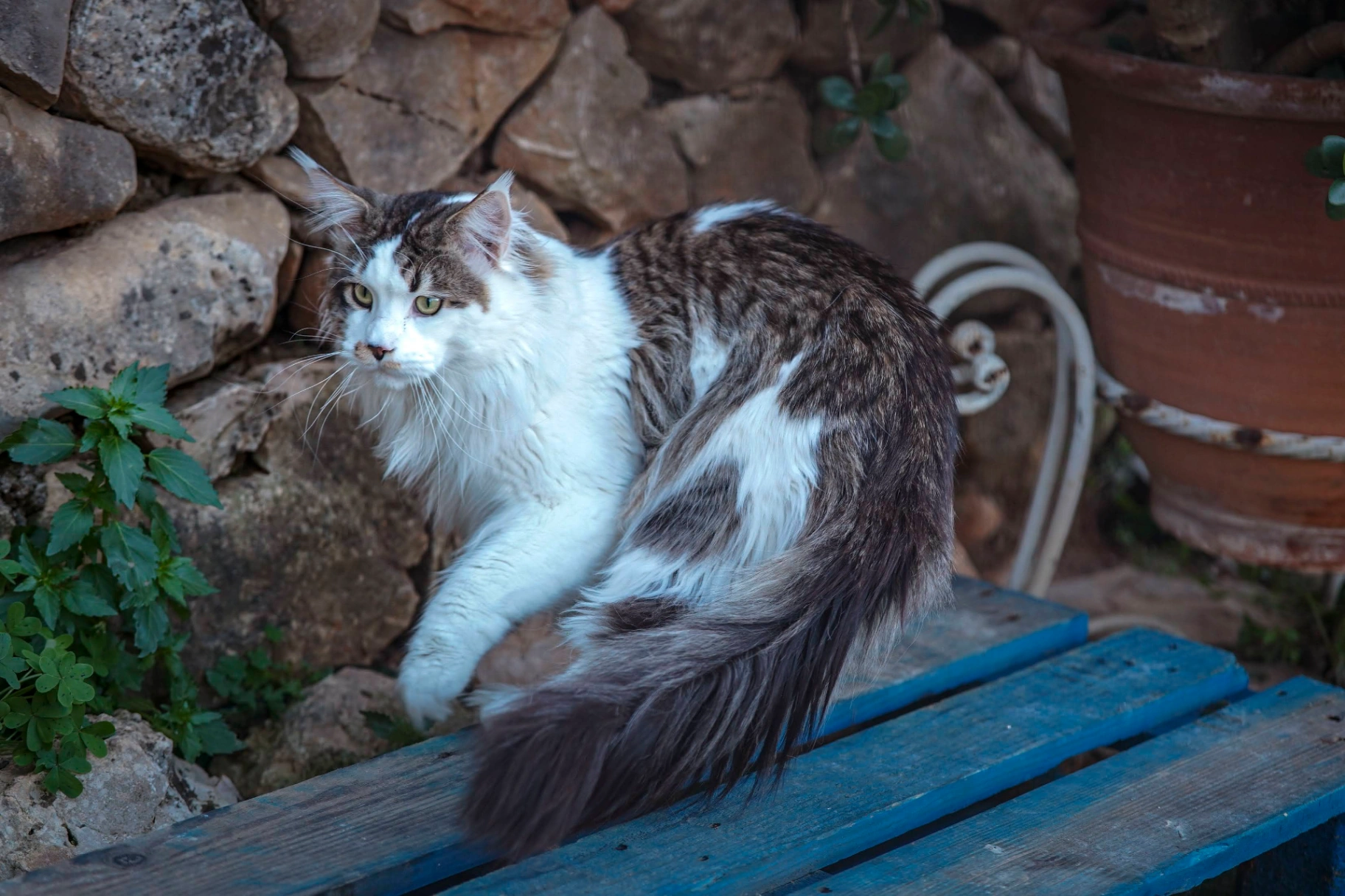 Xors Bonton Pride thumbnail 6