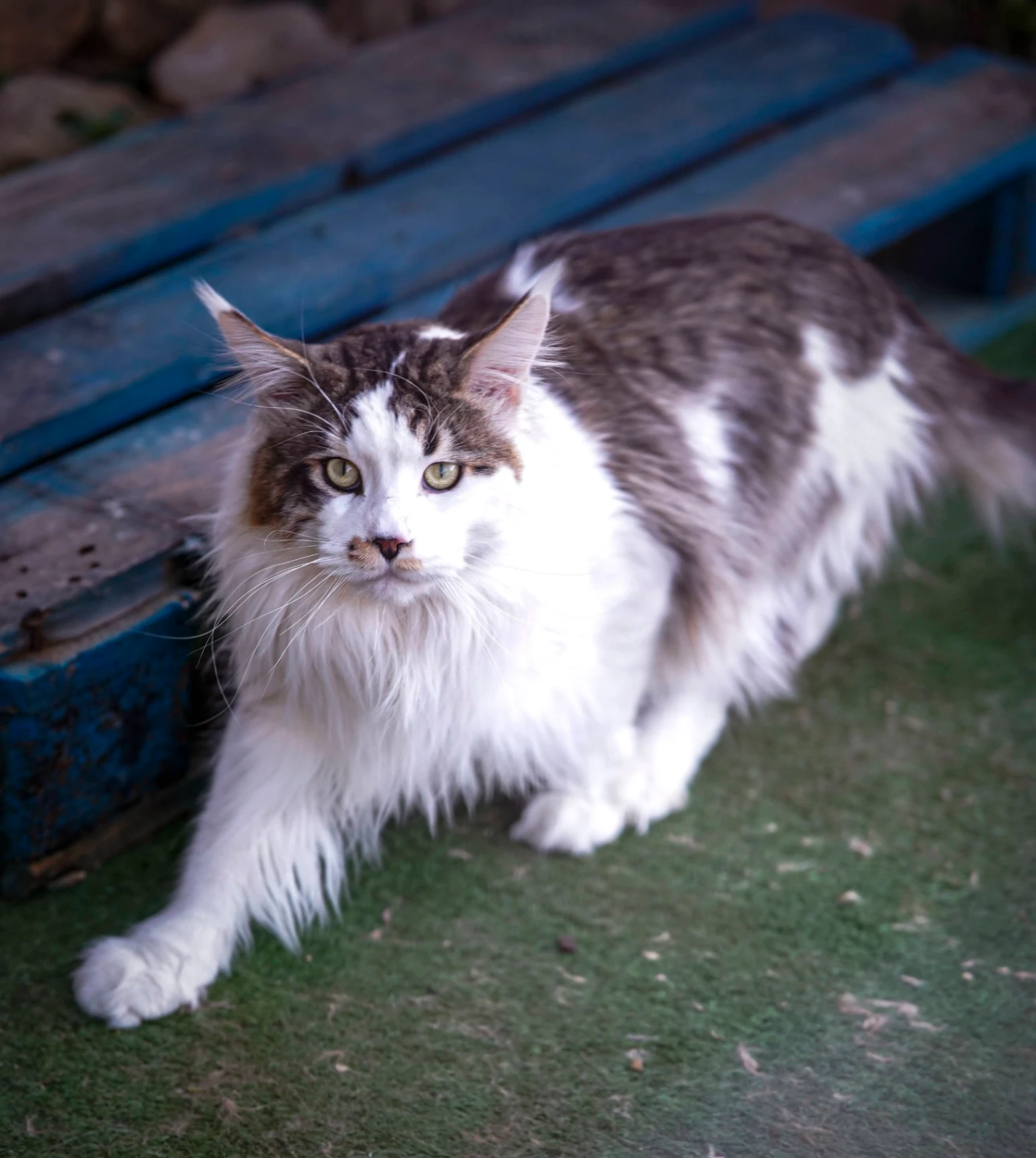 Xors Bonton Pride thumbnail 7