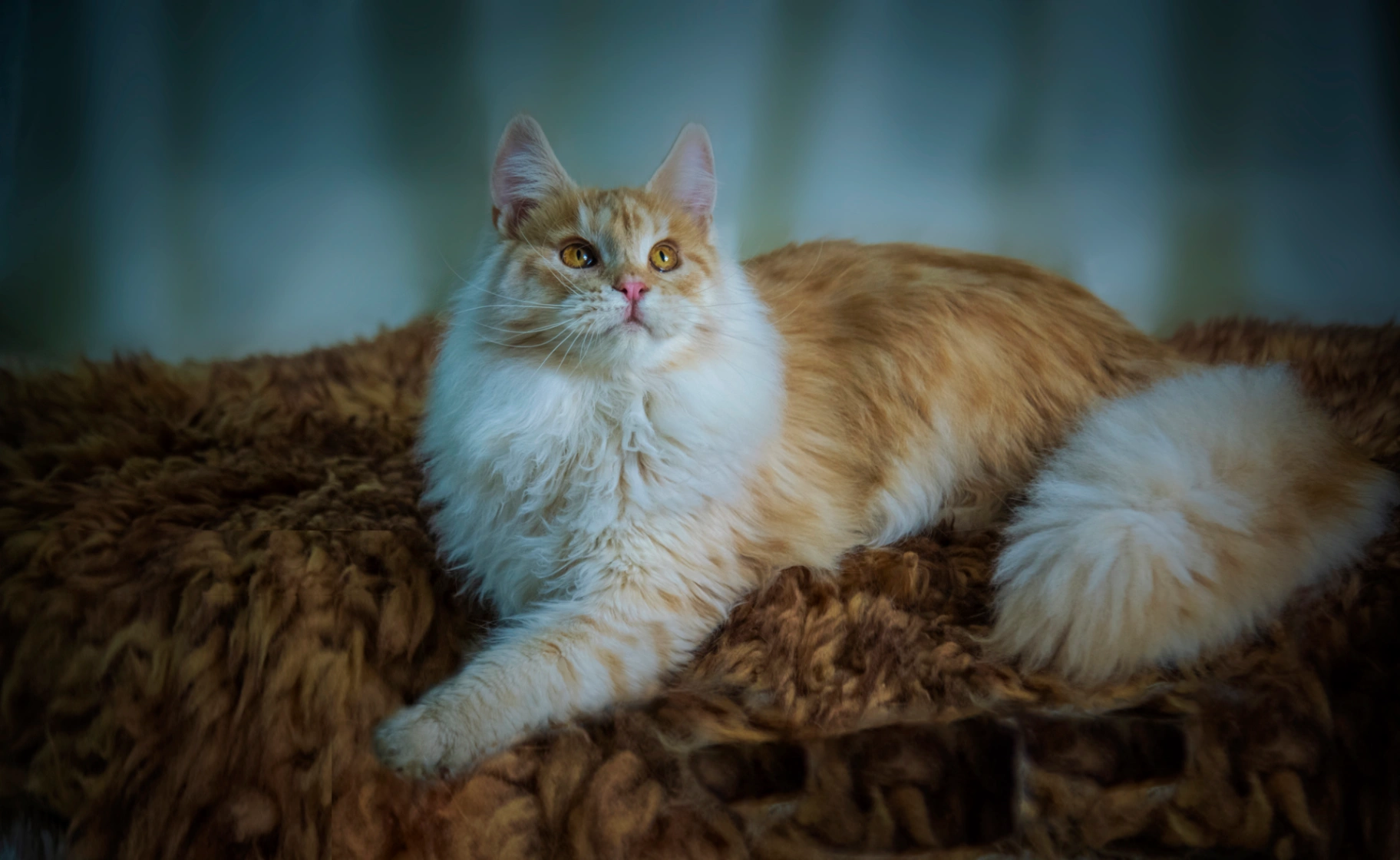 Victorinaata Tia Rosseta thumbnail 3