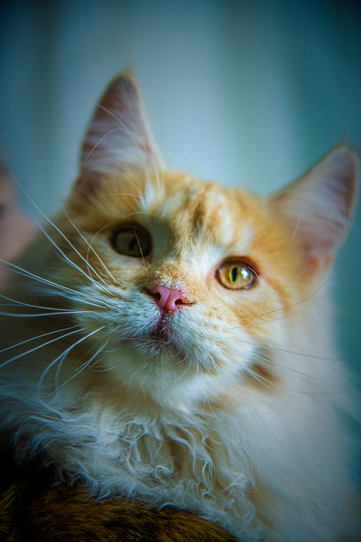 Victorinaata Tia Rosseta thumbnail 4