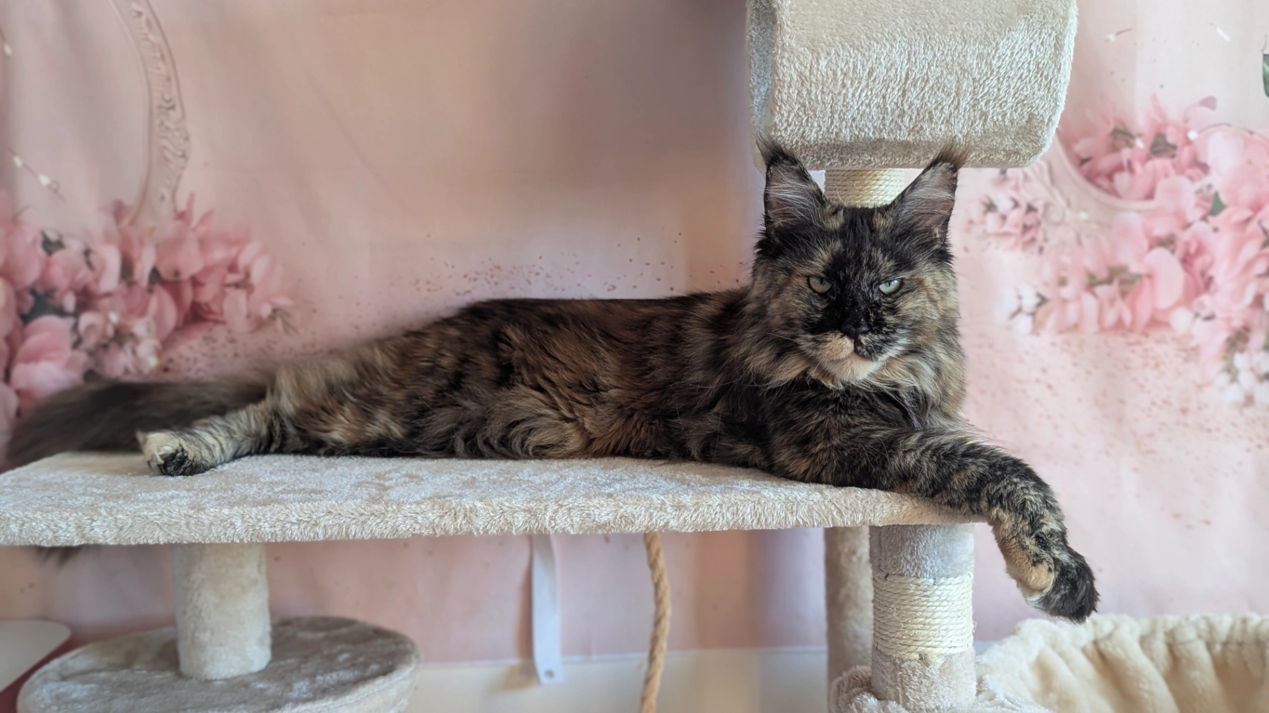 Pelageya Volga Pride thumbnail 4