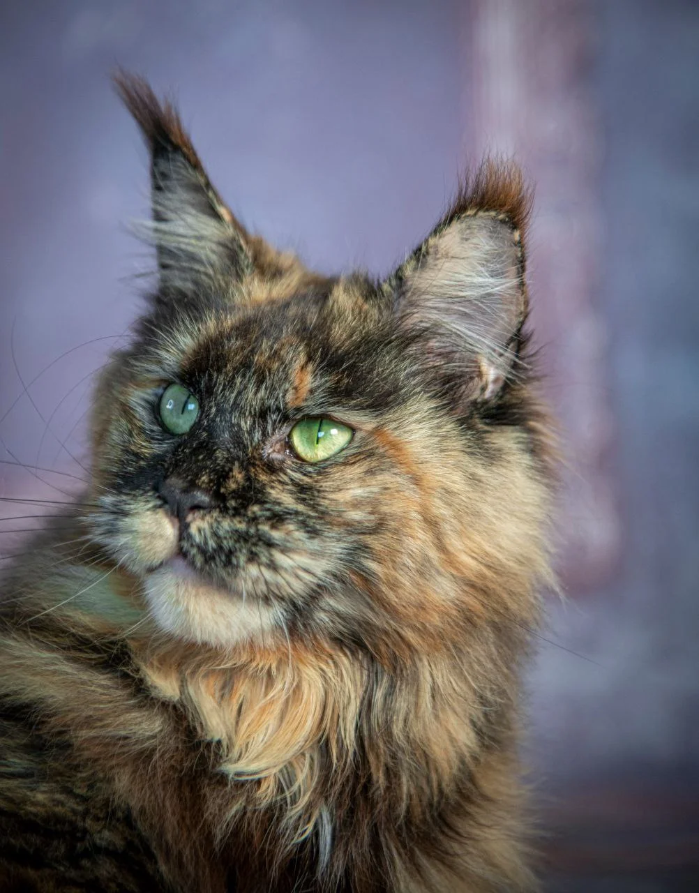 Pelageya Volga Pride thumbnail 6