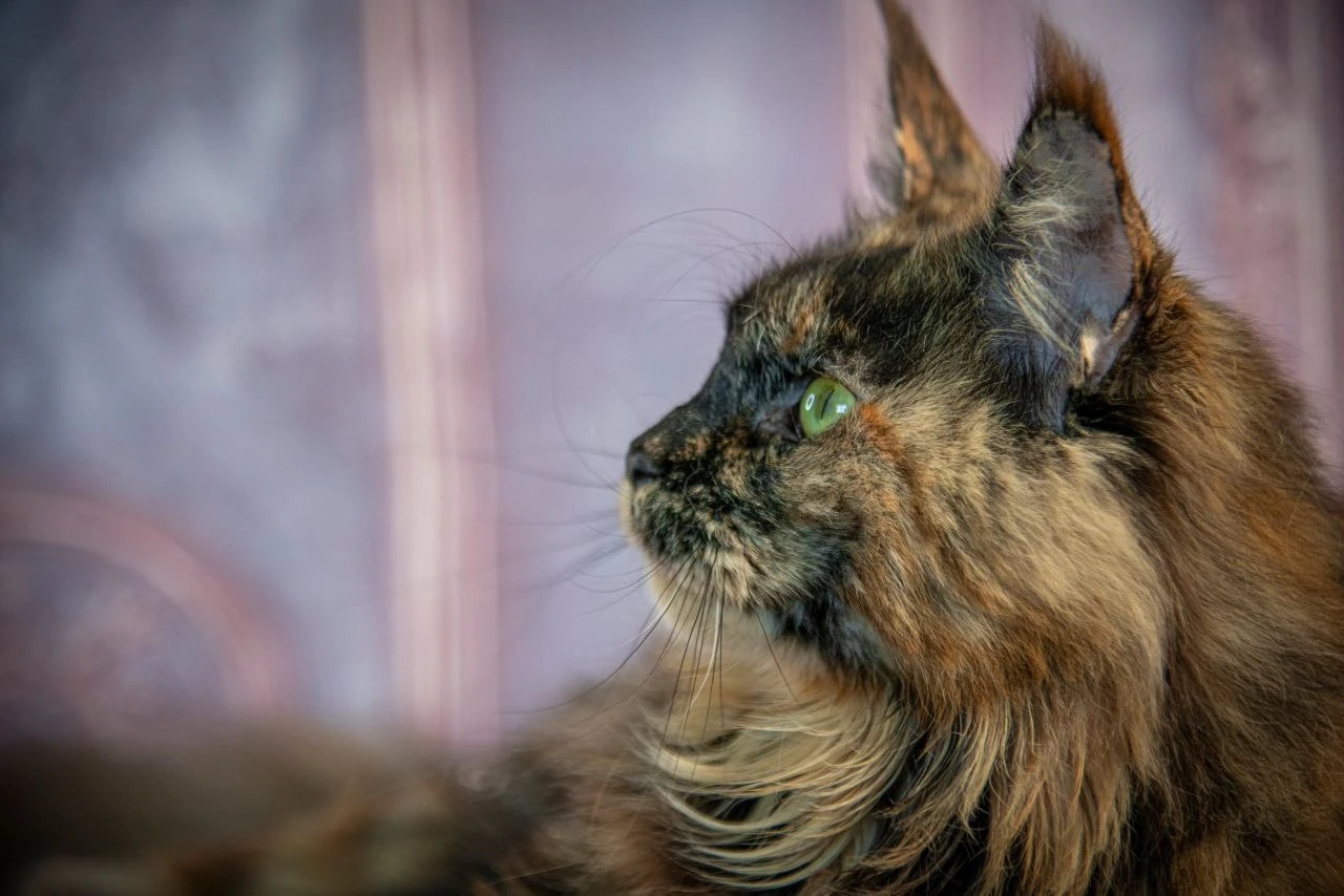 Pelageya Volga Pride thumbnail 7