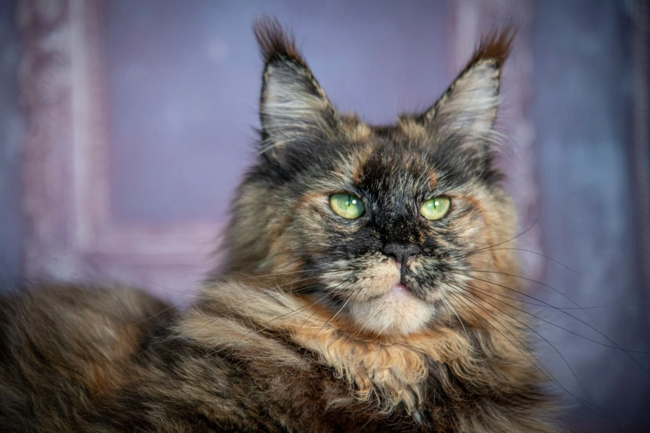 Pelageya Volga Pride thumbnail 8