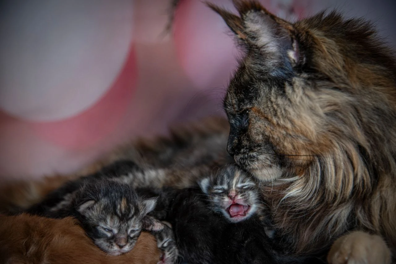 Pelageya Volga Pride thumbnail 11