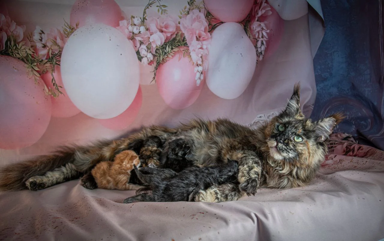 Pelageya Volga Pride thumbnail 12