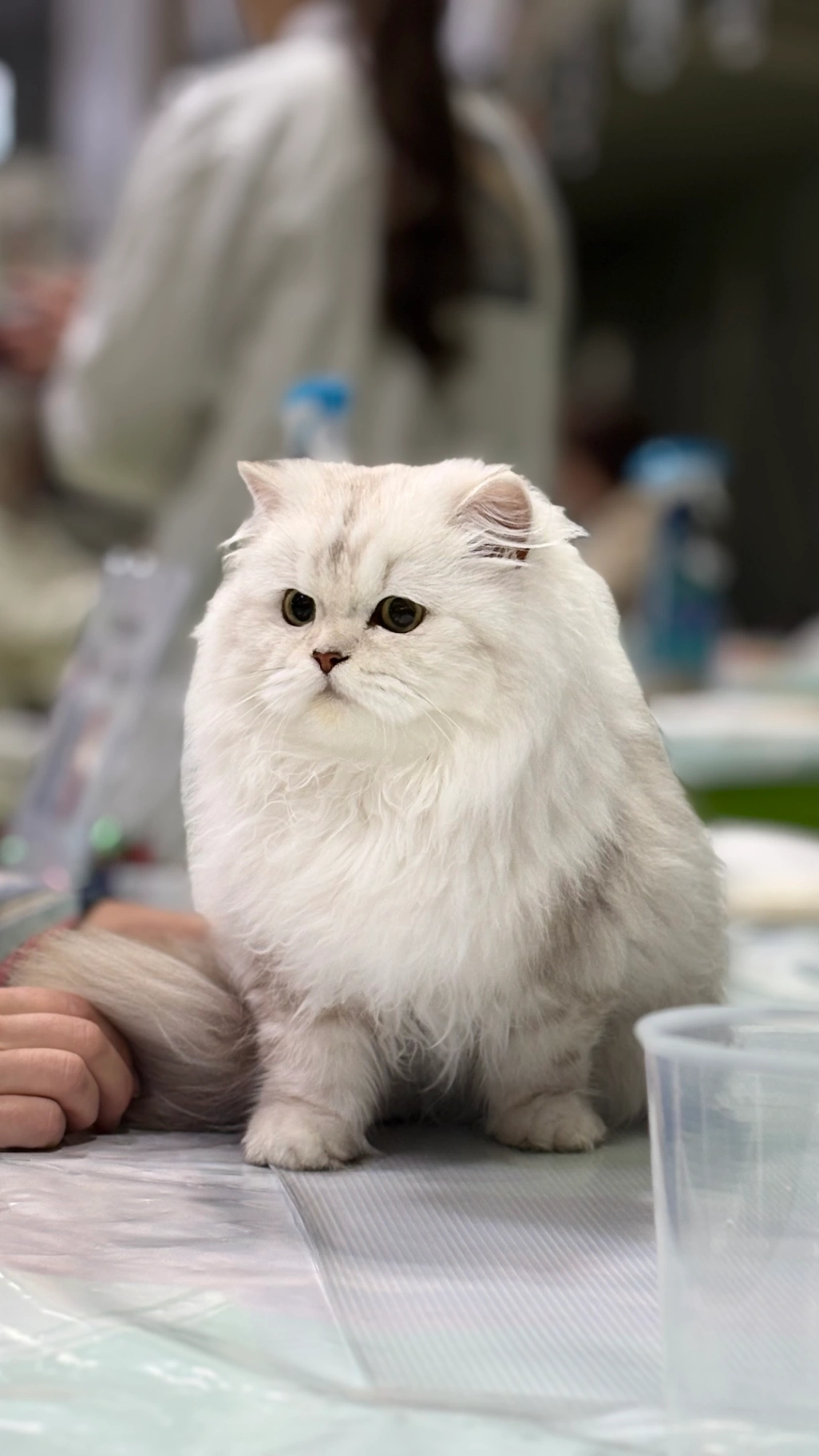 Wendy Bonton Pride thumbnail 4