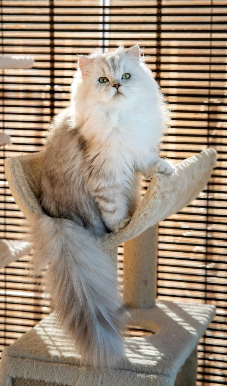 Wendy Bonton Pride thumbnail 5