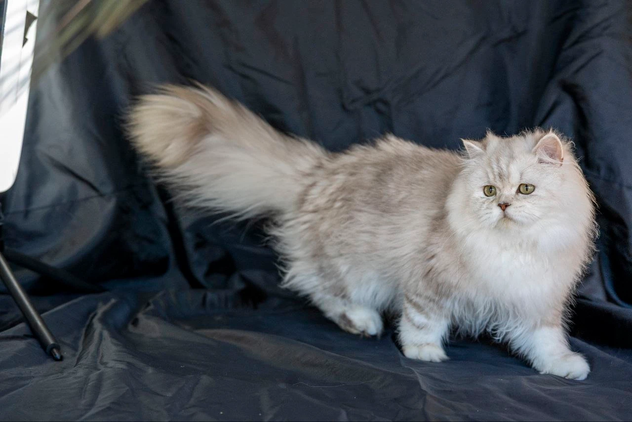 Wendy Bonton Pride thumbnail 7