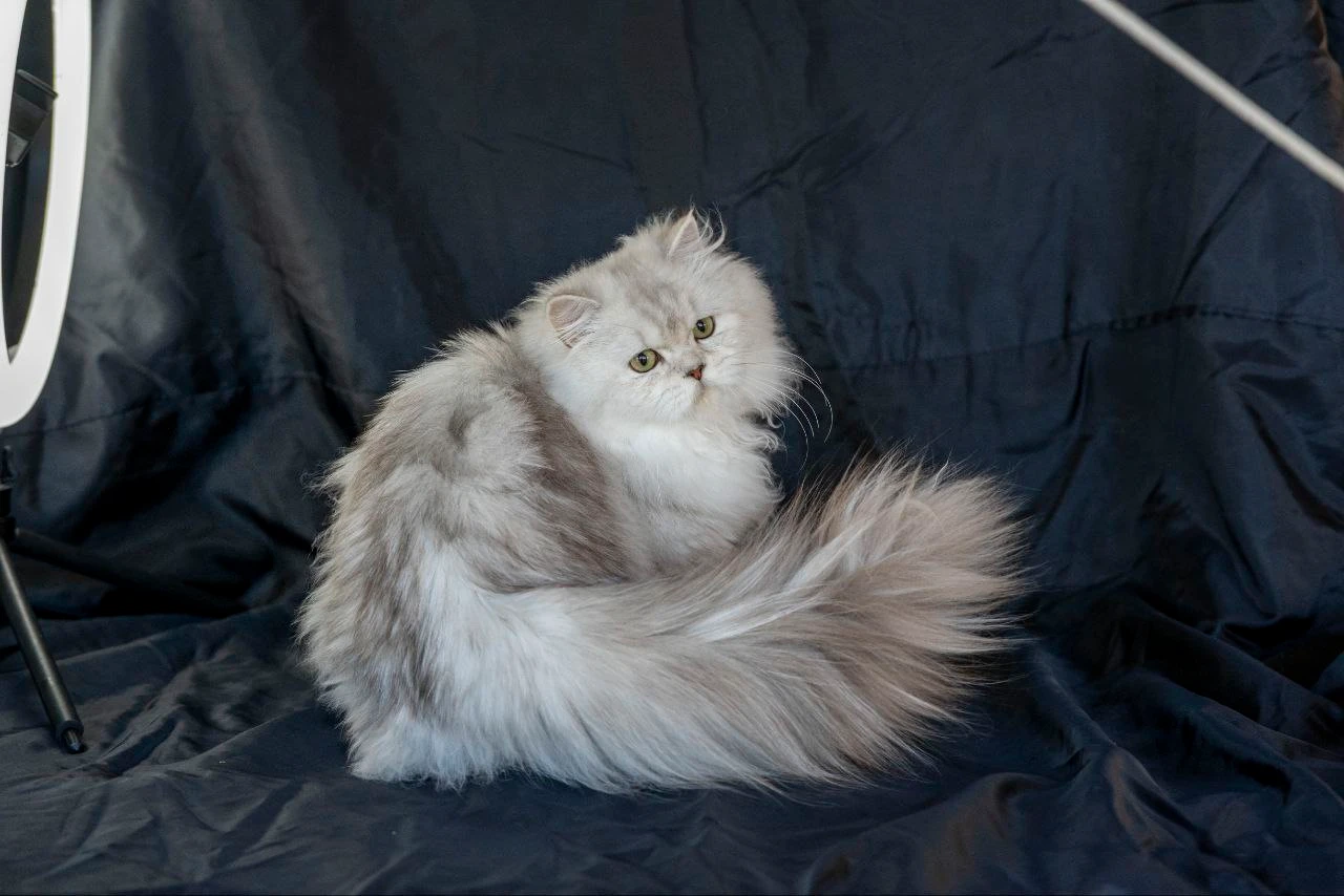 Wendy Bonton Pride thumbnail 8