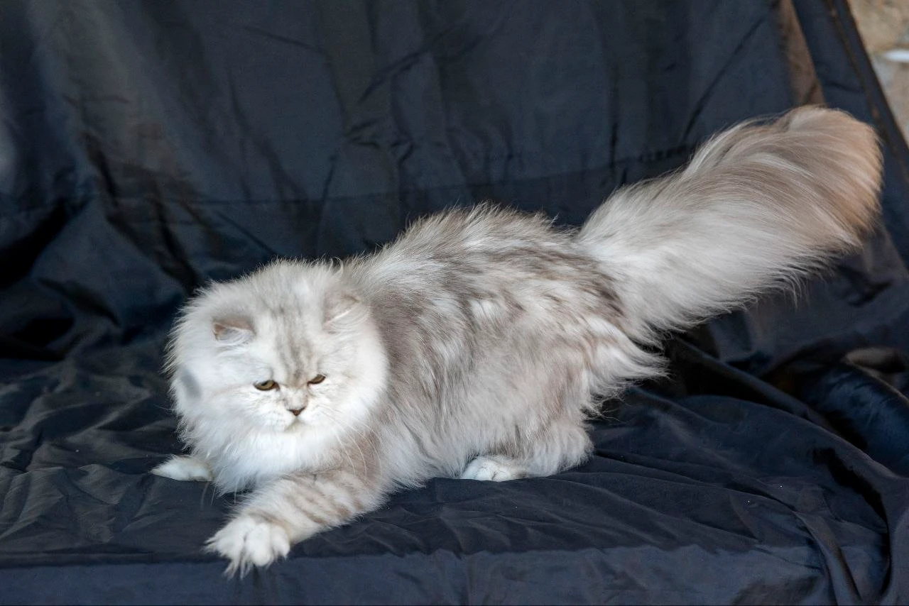 Wendy Bonton Pride thumbnail 9