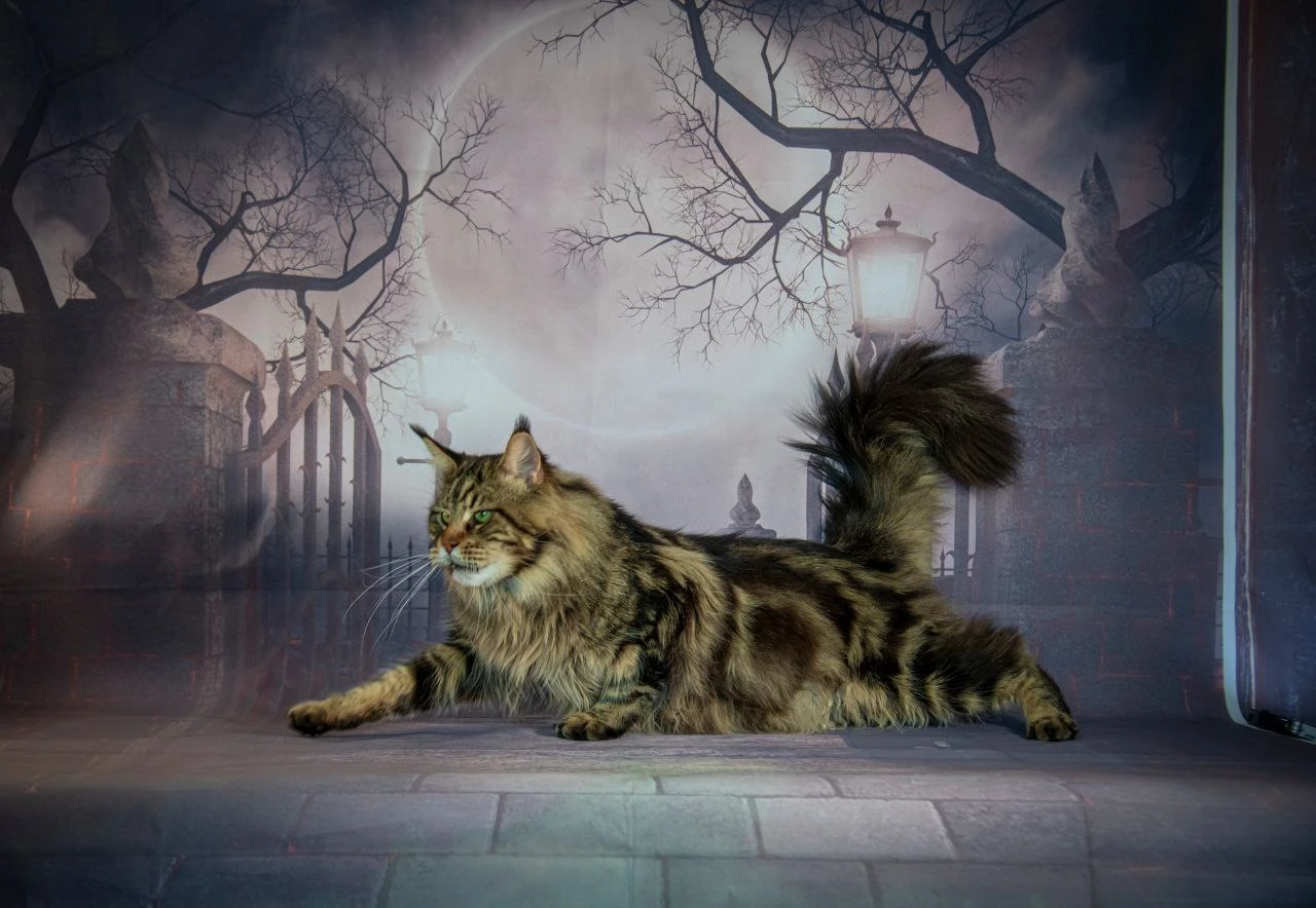 Oskar Volga Pride thumbnail 2