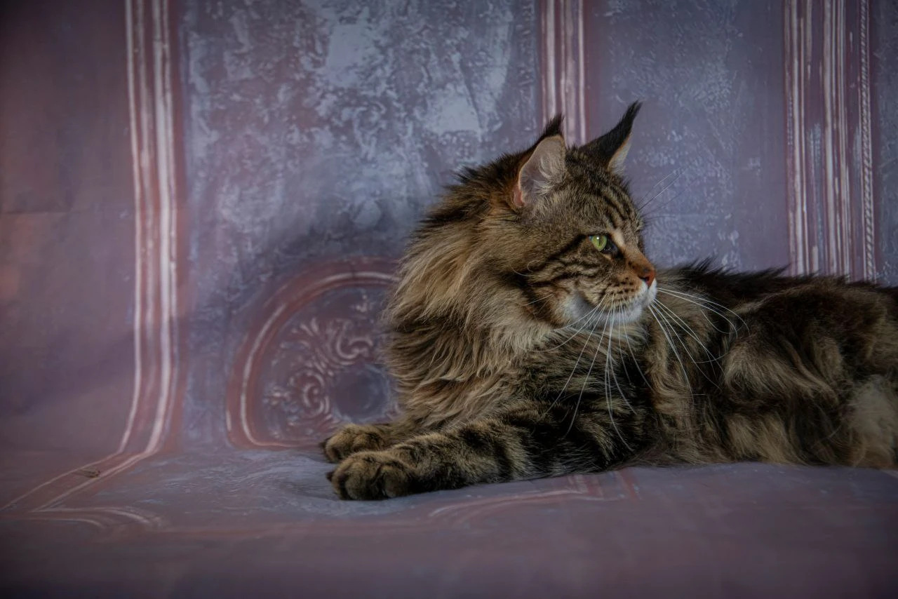 Oskar Volga Pride thumbnail 3