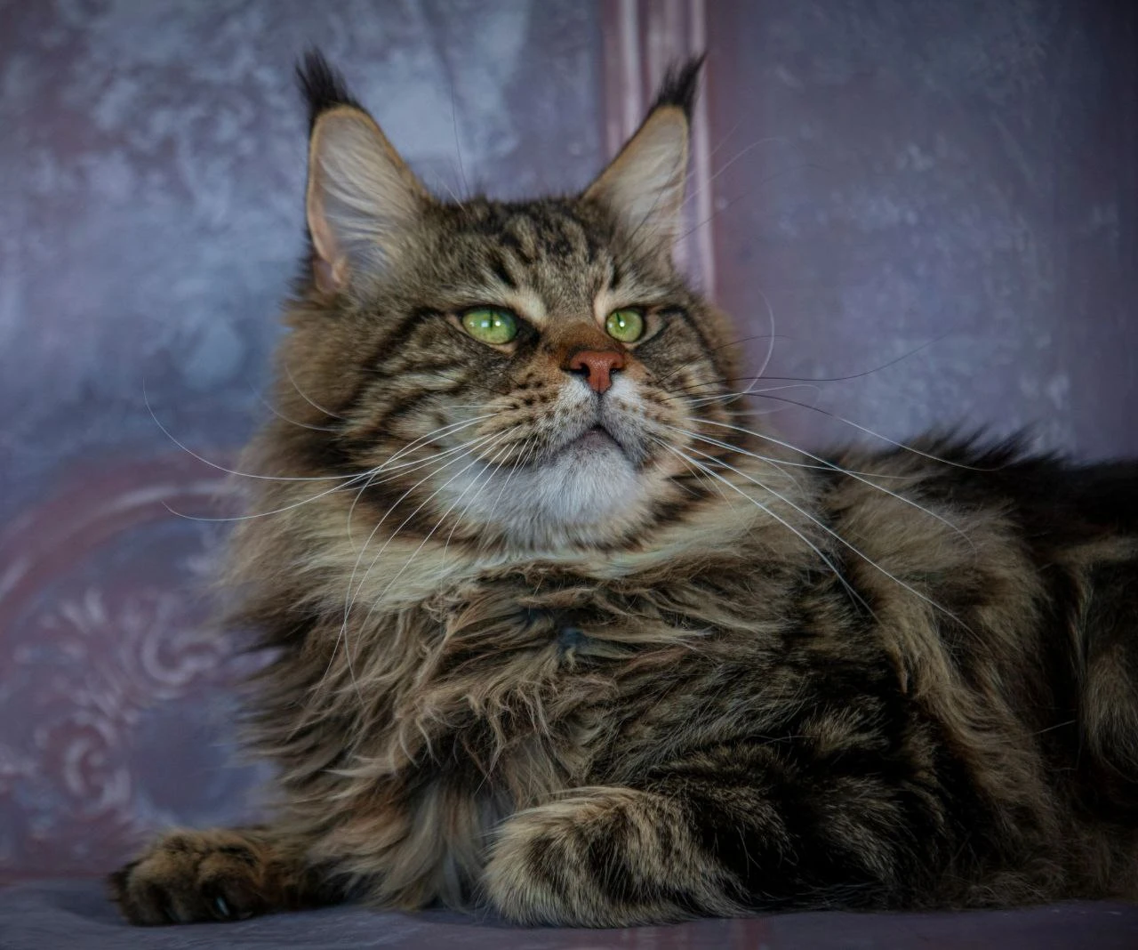 Oskar Volga Pride thumbnail 4