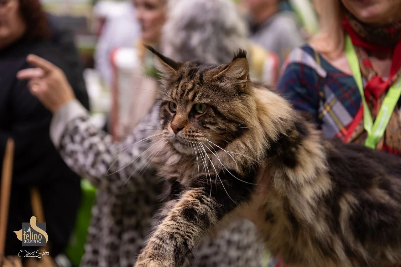 Oskar Volga Pride thumbnail 6