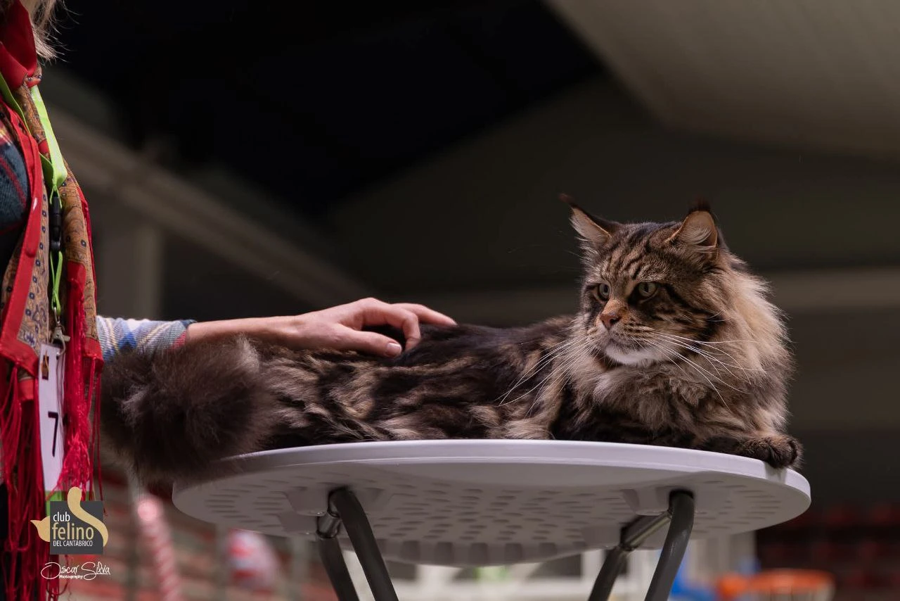 Oskar Volga Pride thumbnail 7